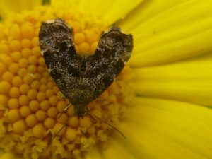 Nettle-tap moth on Corn Marigold