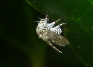 Moth fly Pericoma fuliginosa