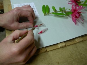 Making a herbarium specimen so that the species can be described at a later date 