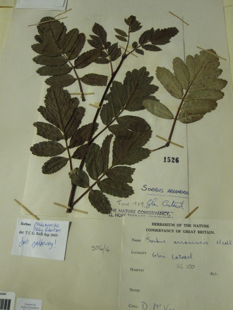 The original 1949 McVean specimen of Catacol whitebeam with annotations indicating it to be the 'first gathering.'