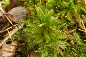 Climacium dendroides, a moss that looks like a miniature tree: 26 November. Photo Robert Mill