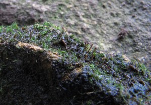 Water Rock-bristle moss at Black Burn