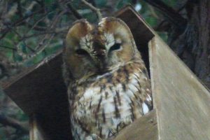 Tawny Owl, seen more frequently during 2014
