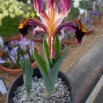 Iris nicolai 