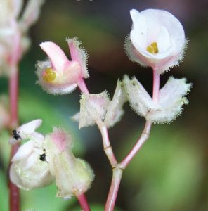 The female flowers of Begonia pentandra