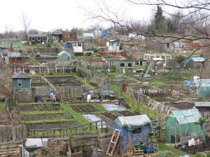 Allotments are the providers of food and knowledge