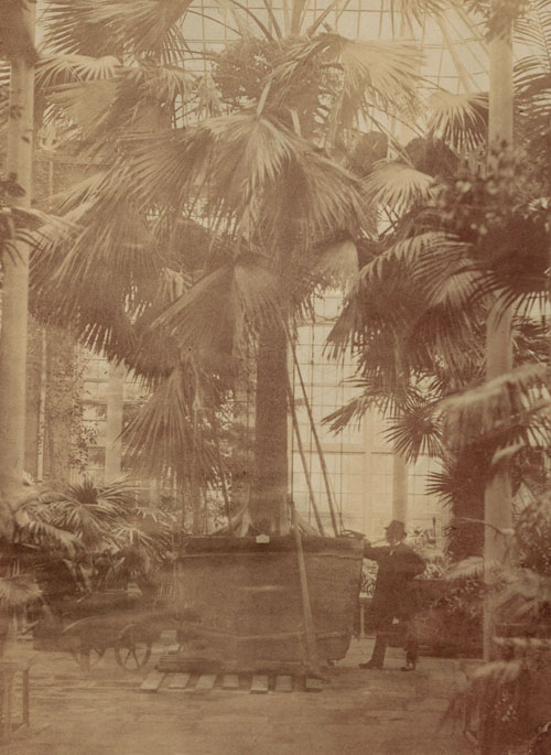 Photo of the sabal palm in the tropical Palm House at RBGE c.1874 with previously unidentifiable figure - surely the same man as in the Rock Garden image?