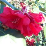Rhododendron meddianum var. atrokermesinum