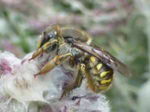 Wool carder bee (Anthidium manicatum) in the Fruit Garden.