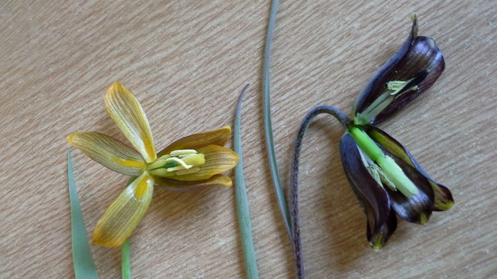 Fritillaria assyriaca ssp. assyriaca on left F. elwesii on right
