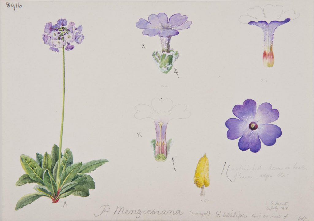 Botanical illustration of Primula menziesiana produced by Lilian Snelling at RBGE, 3rd July 1918.