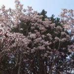Magnolia campbellii 