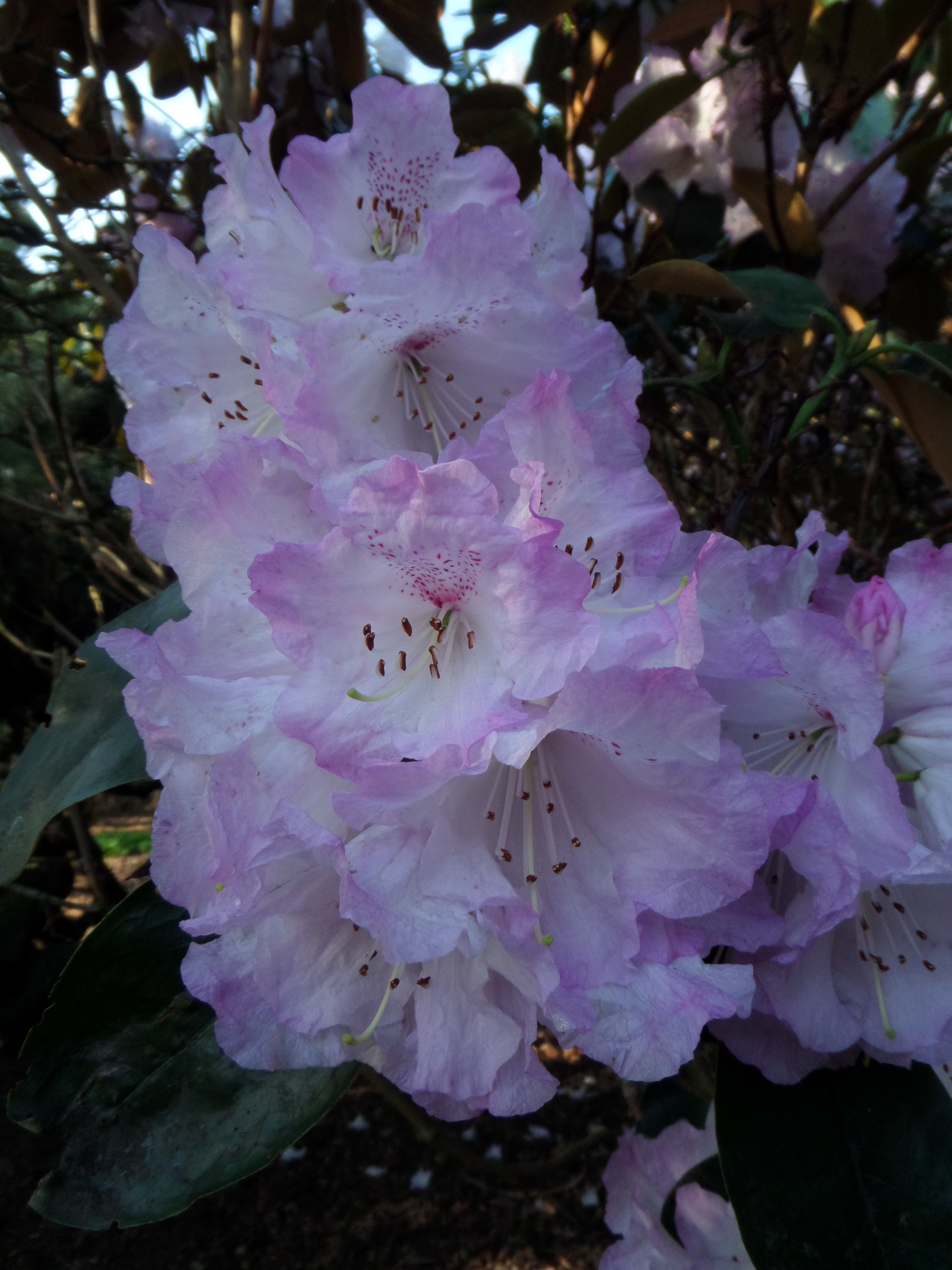 Rhododendron campanulatum 50 seeds 