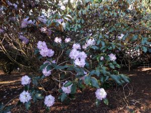 Rhododendron campanulatum 'Roland Cooper' 19170014