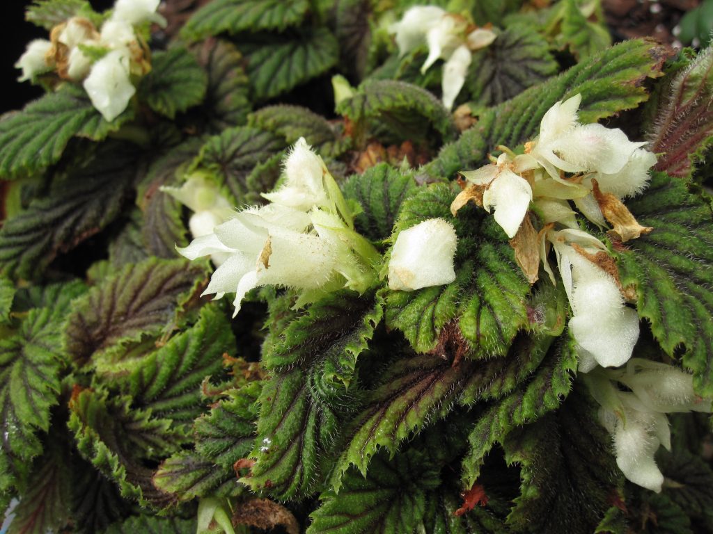 Habit of Begonia yapenensis in cultivation at RBGE.