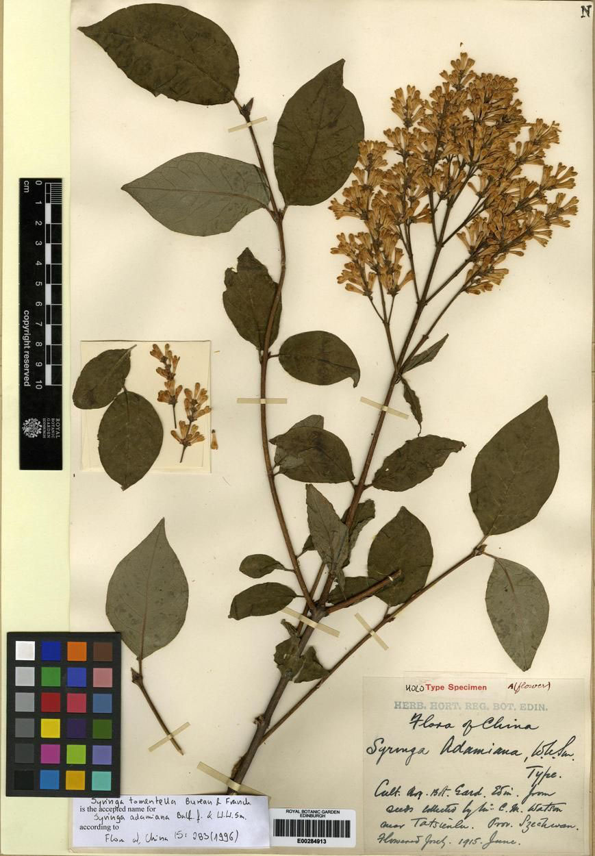 Syringa adamiana, now Syringa tomentella, as it appears in RBGE's Herbarium collection.