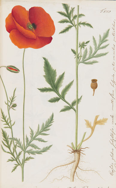 Papaver rhoeas frpom Oeder, G.C. / Hornemann, J.W. (ed). Flora Danica. V. 9. Haefte 27. T. 1580. (1818)