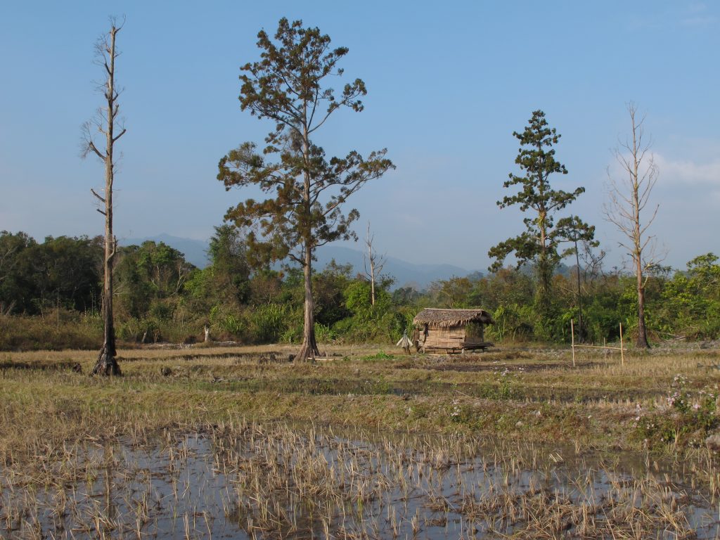Remnant trees in a recently established paddy field