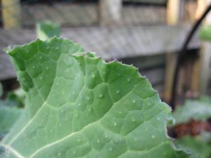 Sutherland kale leaf showing the tell tale hairs that suggest it is not a form of Brassica oleracea.