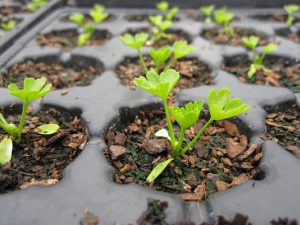 Celery seedling sown on 17th March 2015 as part of the Really Wild Veg growing trials.