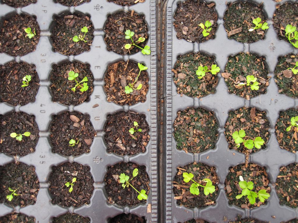 Celery seedlings after 10 weeks. These seedlings are slow to germinate and require indoor heat to get them going. The plants to the left are wild and the plants to the right are a heritage variety called 'Plein Blanc Dore Chermin.'