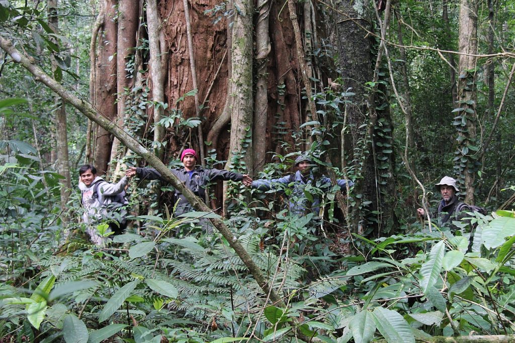 One of the largest Glyptostrobus trees recently discovered in Lao PDR