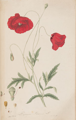 Papaver rhoeas from Mann, J.G. Deutschlands wildwachsende Arzney-Pflanzen und deren gewöhnlichste Verwechslungen. II. Stuttgart. (1823-1828) 