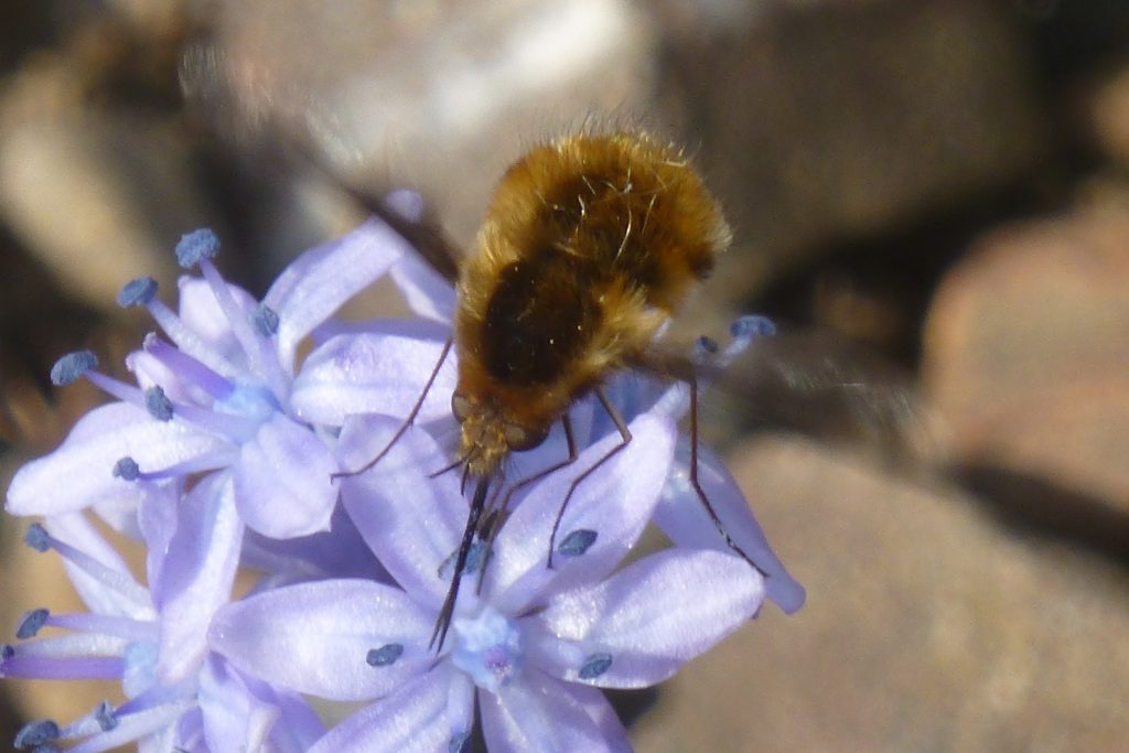 Greater Bee-fly (Bombylius major) hovering over Scilla bithynica, 10 April 2015. The 1/250 sec shutter speed was not fast enough  to freeze the motion of the hovering wings. Photo Robert Mill.