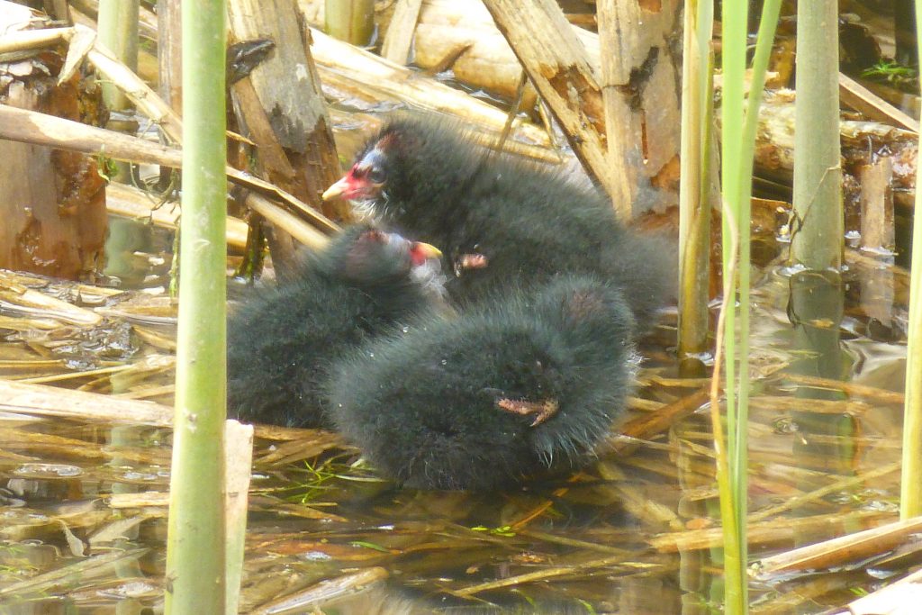 Three (of six) newly hatched Moorhen chicks, 20 April 2015. Photo Robert Mill.