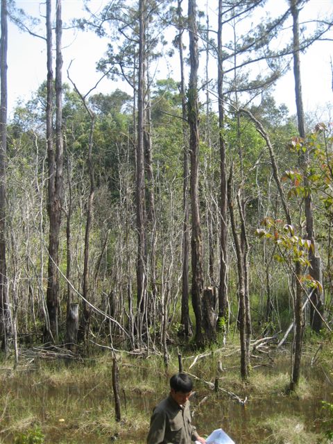 Swamp Cypress 2009 027