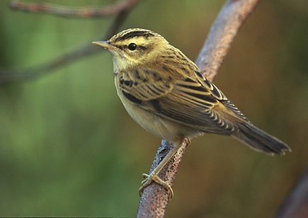 Sedge Warbler. One was heard singing by the Pond on 8 May. Photo Marek Szczepanek, source Wikipedia.
