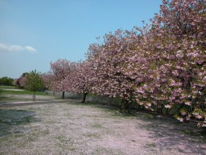 Cherry blossom trees by River Forth