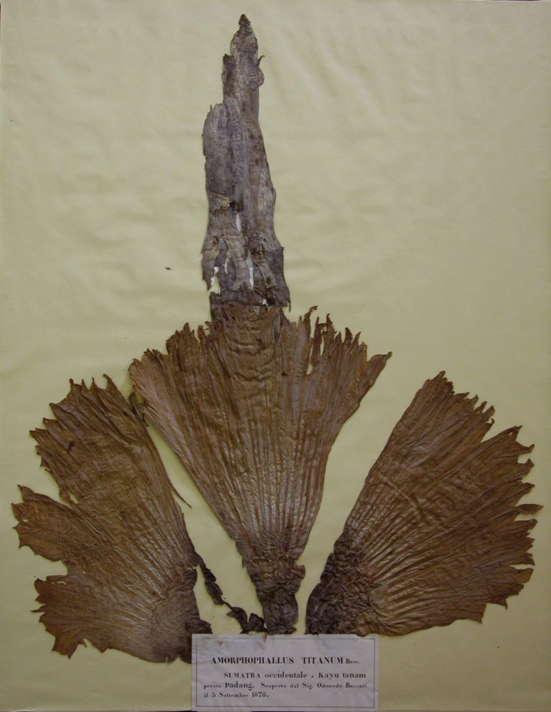 Herbarium specimen of titan arum collected by Odoardo Beccari showing the central spadix and the skirt-like spathe.