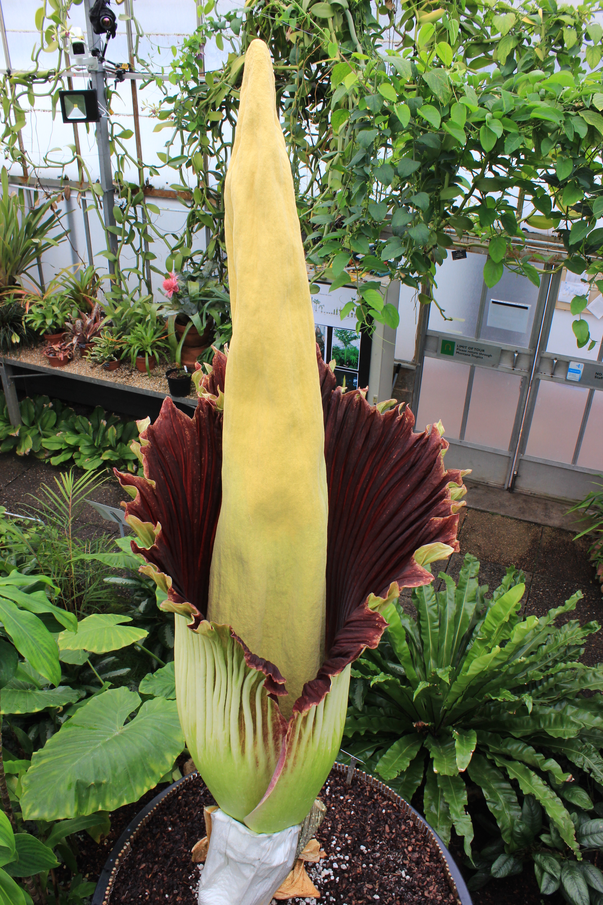 Titan arum in flower at the Botanics for the first time.