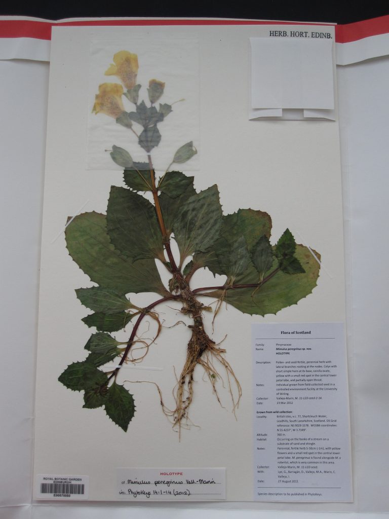 The type specimen of Mimulus peregrinus held in the Herbarium at the Garden.