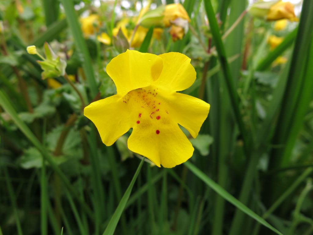 Mimulus peregrinus photographed at the Orkney population newly published (May 2015) as a second origin of this allopolyploid Scottish endemic species. Copyright: Mario Vallejo-Marin.
