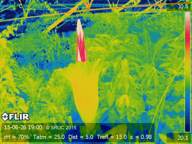 Titan arum at 7pm on 26th June showing a more open spathe and cooler surrounding vegetation. Image: copyright SRUC.