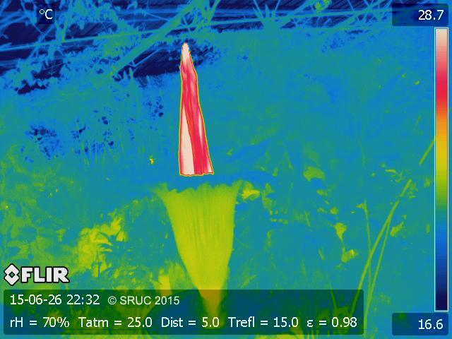 Titan arum at 10.32pm on 26th June showing a marked temperature difference between the hot spathe (~35 degrees) and the cool surroundings. Image: copyright SRUC.