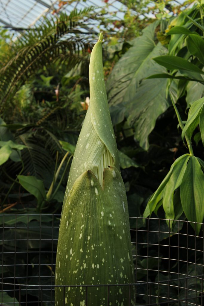 Titan arum showing a first glimpse of the flower (12th June) that is still largely hidden by a series of protective bracts.