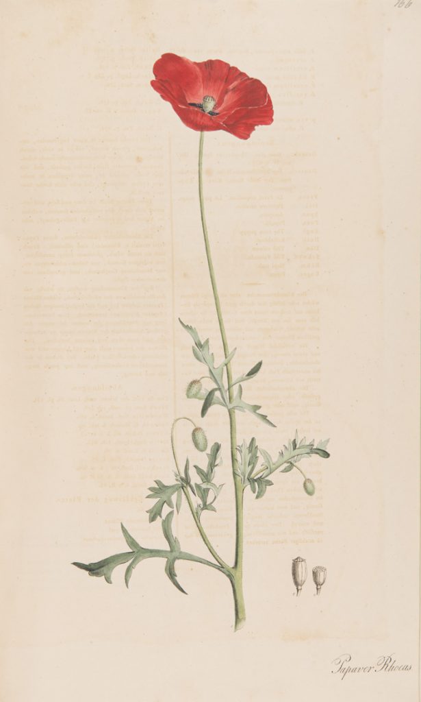 Papaver rhoeas from Nees von Esenback's 'Plantae medicinales. II' T. 166, Düsserldorf: Anstalt Arnz & Co. (1828)