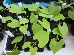 French bean seedlings