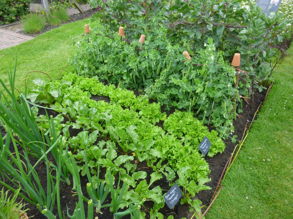 What to do in the your Fruit and Vegetable Garden in ...
