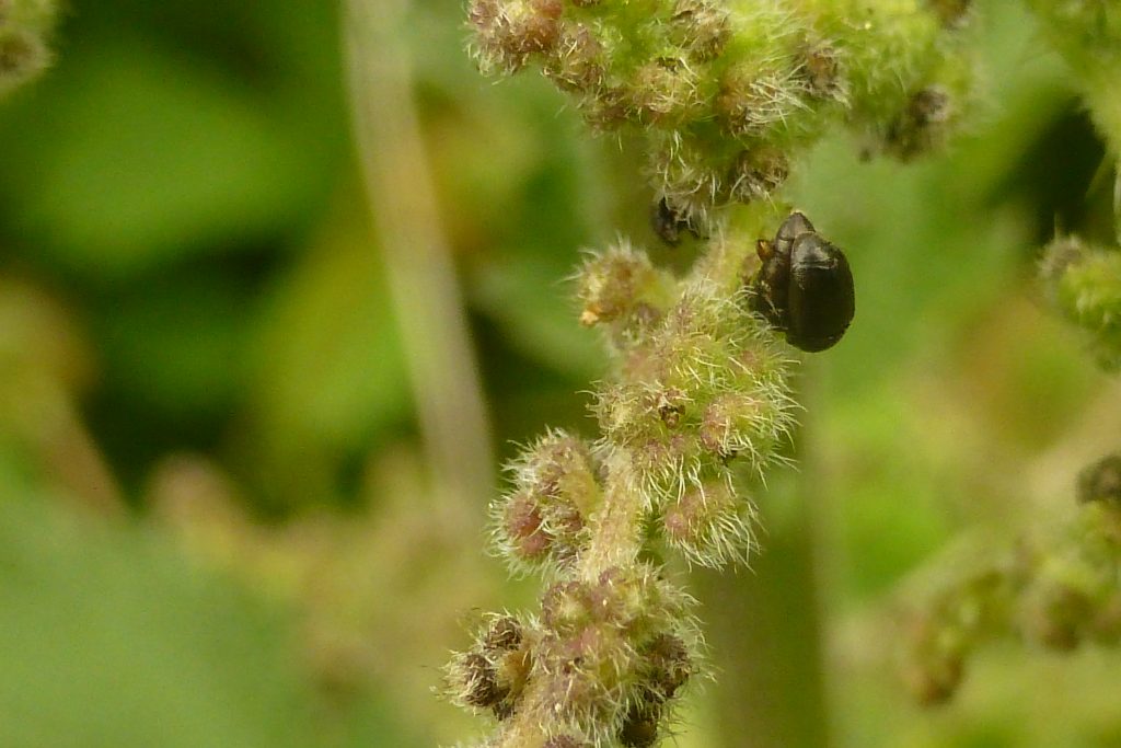 Nettle pollen beetles Brachypterus glaber on male flowers of Stinging Nettle Urtica dioica, 16 June - the 750th wildlife species to be recorded at RBGE