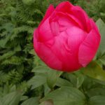 Paeonia 'Rose Garland' 
