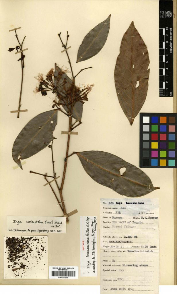 Digitized herbarium specimen of Inga umbellifera, collected by Lawrence in 1932