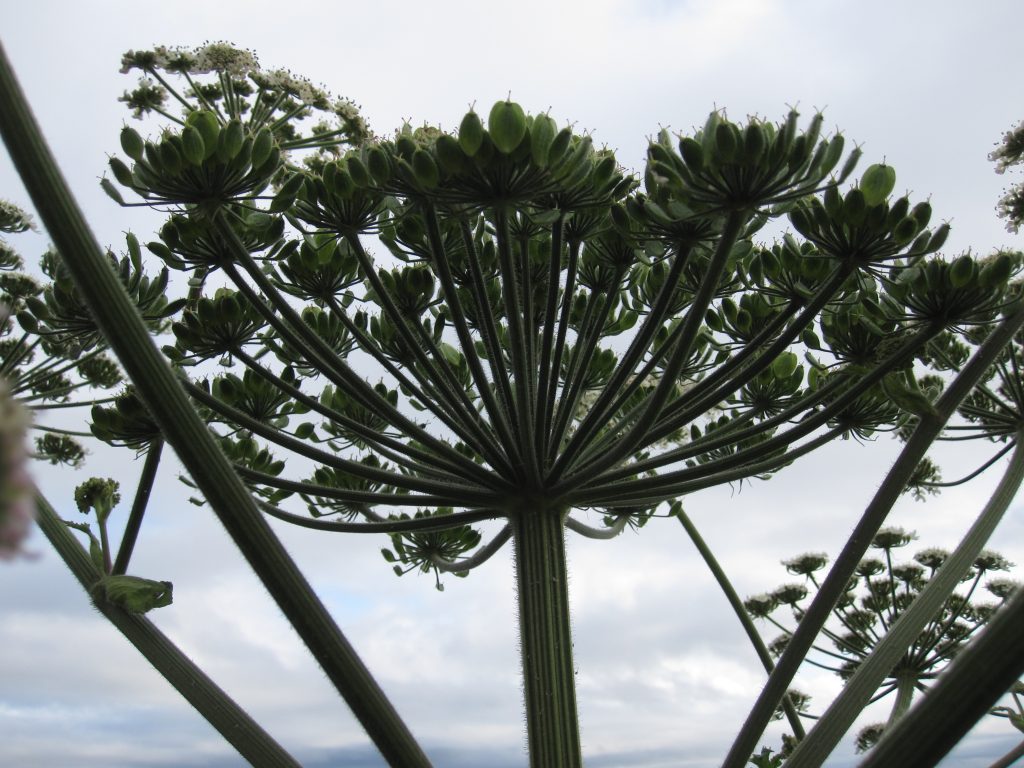 Giant hogweed flowerhead showing the large number of 'rays' compared to native hogweed.