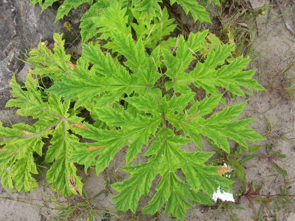 The large leaf of giant hogweed has deeply-cut lobes with sharply-pointed serrations. The surface of the leaf is not hairy.