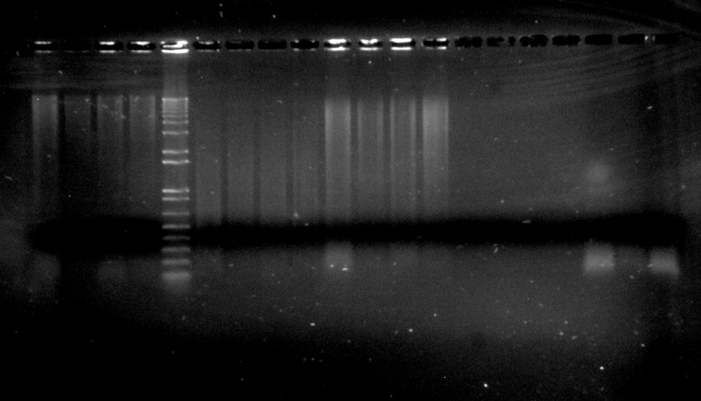 Inga umbellifera DNA: 16L-145 2009 silica (4 lanes); Invitrogen 1kb ladder; Dexter 2004 herbarium (4 lanes); 16L-145 2009 herbarium (4 lanes); Hostmann 1840 (4 lanes); FDGB 1948 (3 lanes)