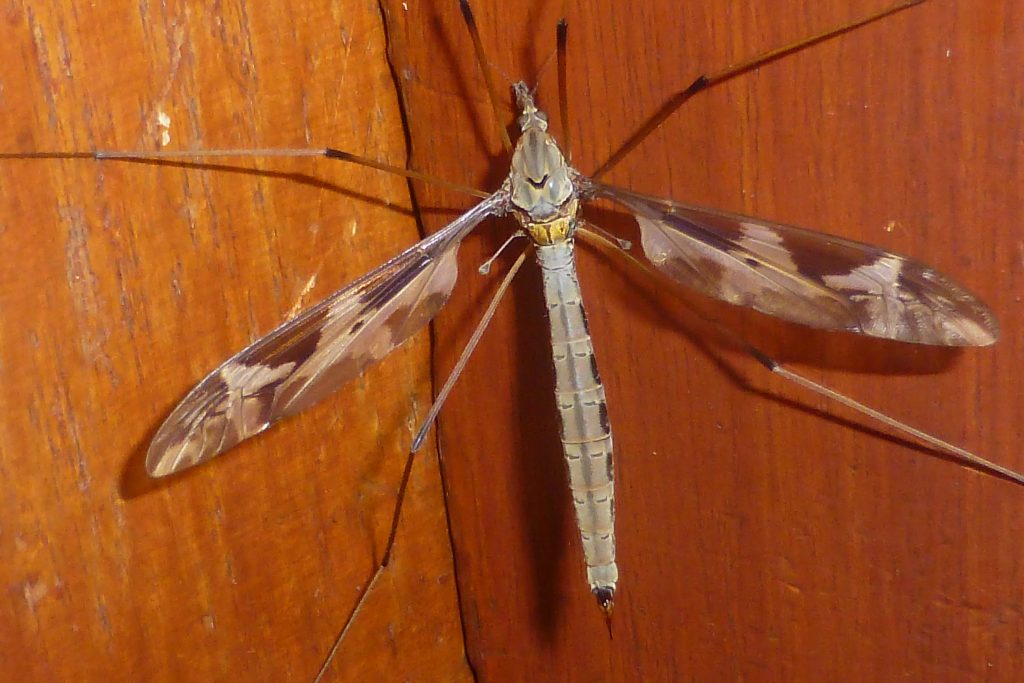 Crane-fly Tipula maxima on outside of back door of herbarium building, 29 June 2015. Photo Robert Mill.