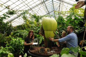 First cut of the Amorphophallus